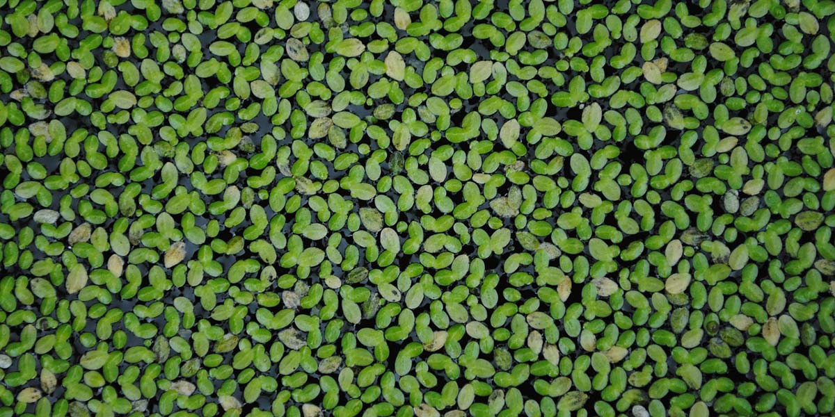 Lenticchia d’acqua, la proteina del futuro: via libera dell’Efsa